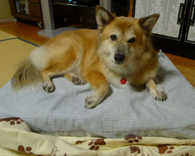 �܂��@�肷����