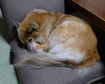 �������Ȃ�Ɗۂ܂��ĐQ��