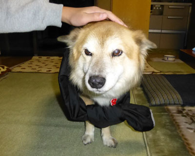 ����܂�Čł܂�