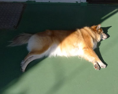 �O�ŋC�����悭�Q����G��