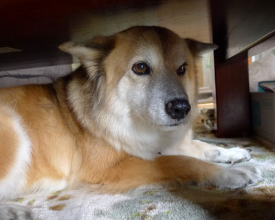 �V�����v�[�Ȃ̂œ�����