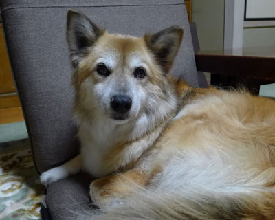 �V�����v�[��