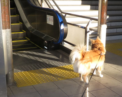 �ӂ����E�E�E