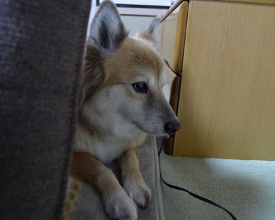 ���킢������