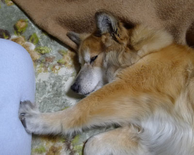 �u���V��������Ɖ����Ԃ�