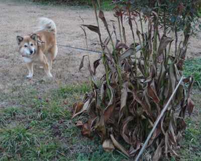 �܂��߂܂���