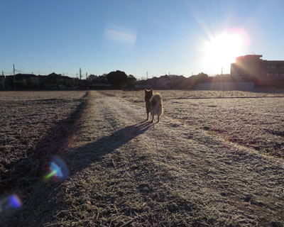 �����L���C