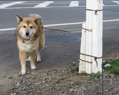 �Ȃ��������Ȃ��Ȃ���