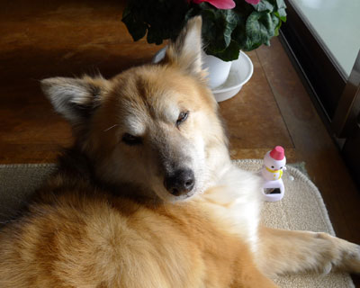 �Ⴞ��܂��ז��ŐQ���Ȃ�