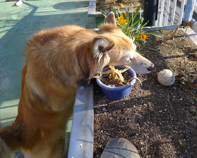 ���̉a������������