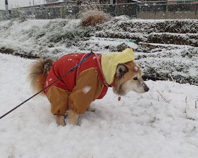 ��̓��̓J�b�p�ł��@�q