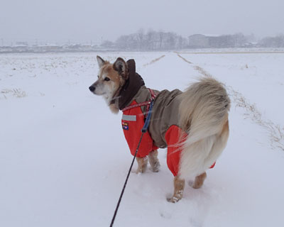 ����Ȃ�Ē�������