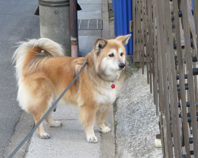 ���ǂ��̂��΂����T��