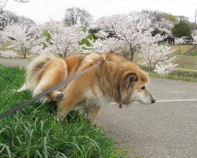 �قƂ�ǐ���Ȃ�����