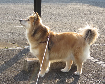 �Q�K�ɂ˂�������