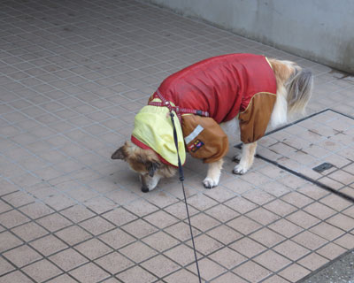 �����͉J���~���ĂȂ�