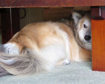 �K�X�̓_���̂��Z���񂪂��킢