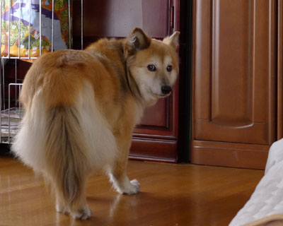 �p���I�̋G�߂�����Ă���