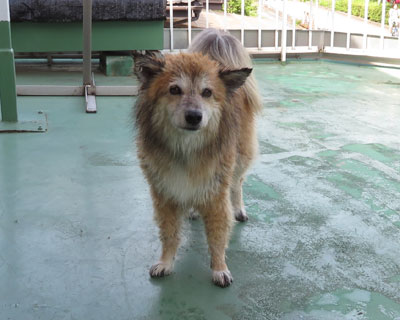 �����񐔂�������