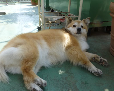 ���A�ŐQ��G��