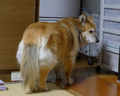 ���킢��������