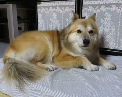 �܂����킢����