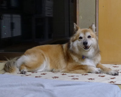 �Ȃɂ���������