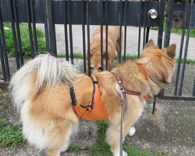 �V�j�A�̈��A