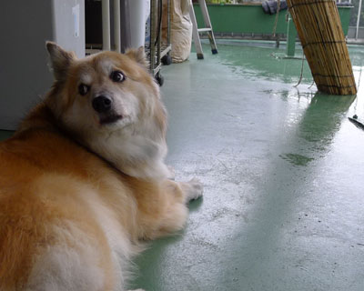 �ŋ߉J������