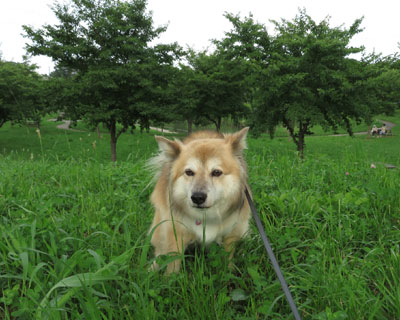 �ǂ����T���Ƃ��Ă���