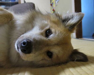 �Ȃł���Ɠ]����