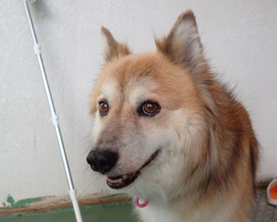 ���ň�����