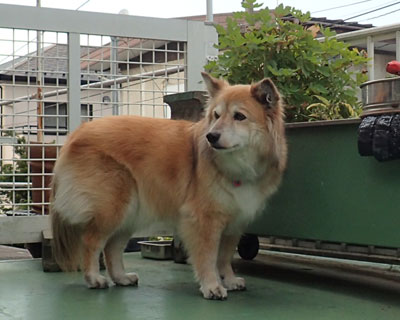 ���ꂻ���Ȃ̂ŉB��Ă݂�