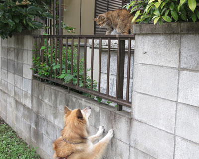 �ǂ����ł�����܂�����ˁH