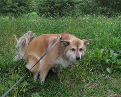 �����L�т����ăg�C���K�n������