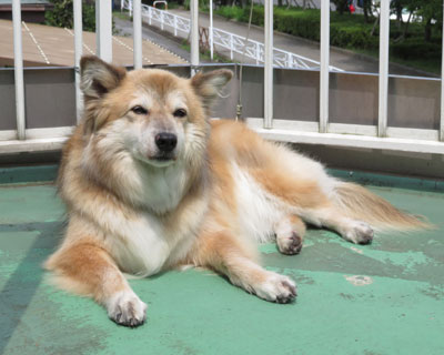 ����������Ȃ��ŐQ��