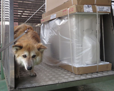 �G�A�R���Ɛς܂�ċ���