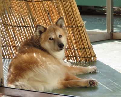 �����Ă��O�ŐQ����