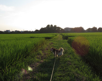 �U���͗[���x���Ȃ��ƍs���Ȃ�