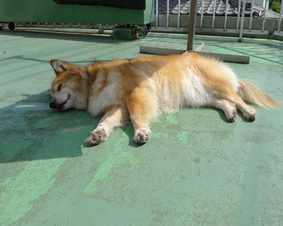 ���Ԃ���A�ŐQ�Ă�C������