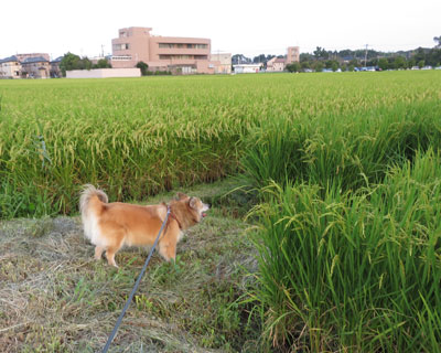 �C�l������Ă���