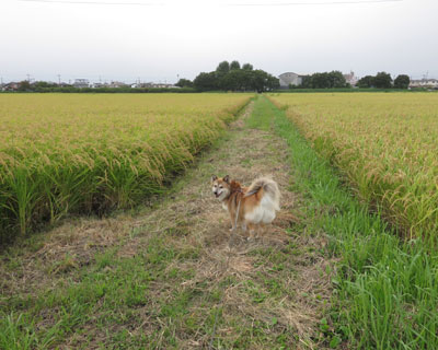 �������艩�F����