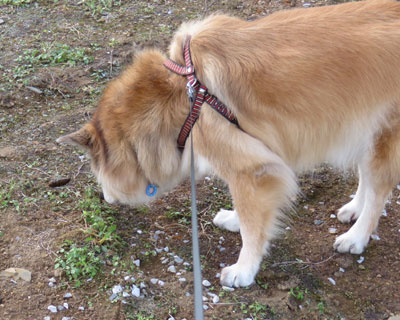 �N���̃��R��k��