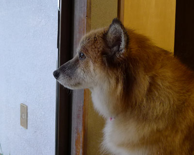 �J�U���Ŋ炪������