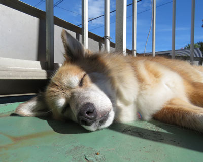 �����O�ŐQ�Ă������Ȃ�