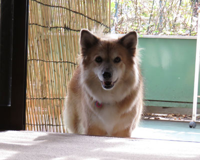 �U���������H�̊�