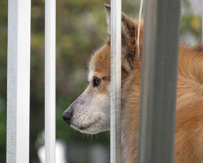 �Ď��͑ӂ�Ȃ�