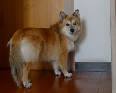 ���킢���������̂ŘL���̒[��