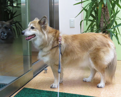 �V�j�A�͒ʉ@��������