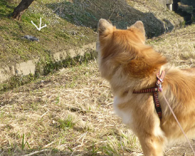 ��딯���������